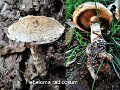 Hebeloma radicosum-amf879